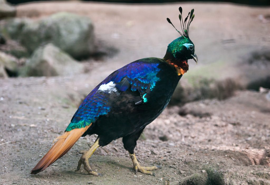 himalayan monal (lophophorus impejanus).