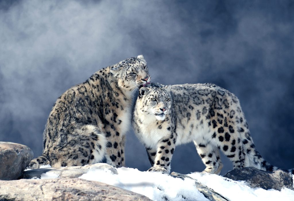 léopard des neiges