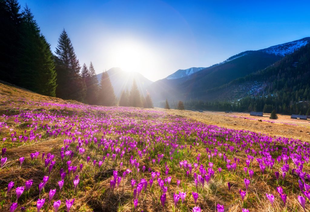 beautiful spring landscape of mountains with crocus flowers