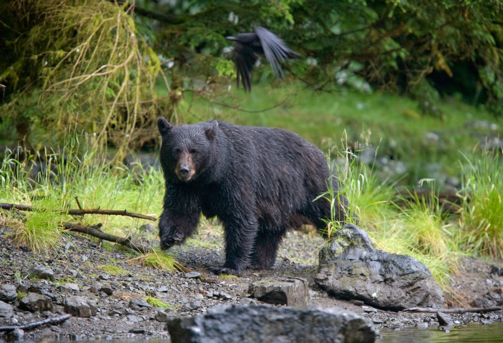 black bear along salmon stream, alaska