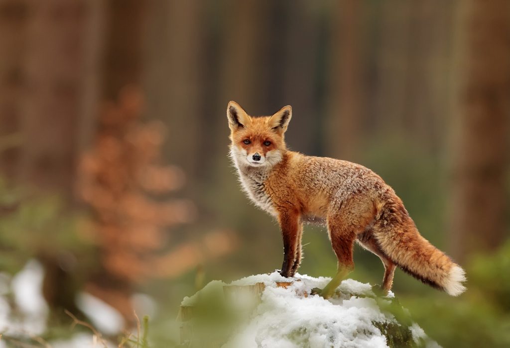 male red fox (vulpes vulpes) in the winter forest with remnants of snow with the colors of autumn