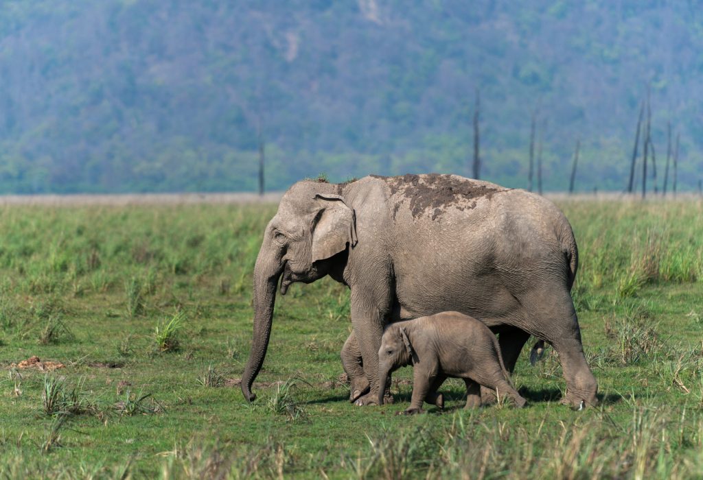 protecting mother elephant, dhikala, jim corbett national park, nainital‚Äé, uttarakhand, india